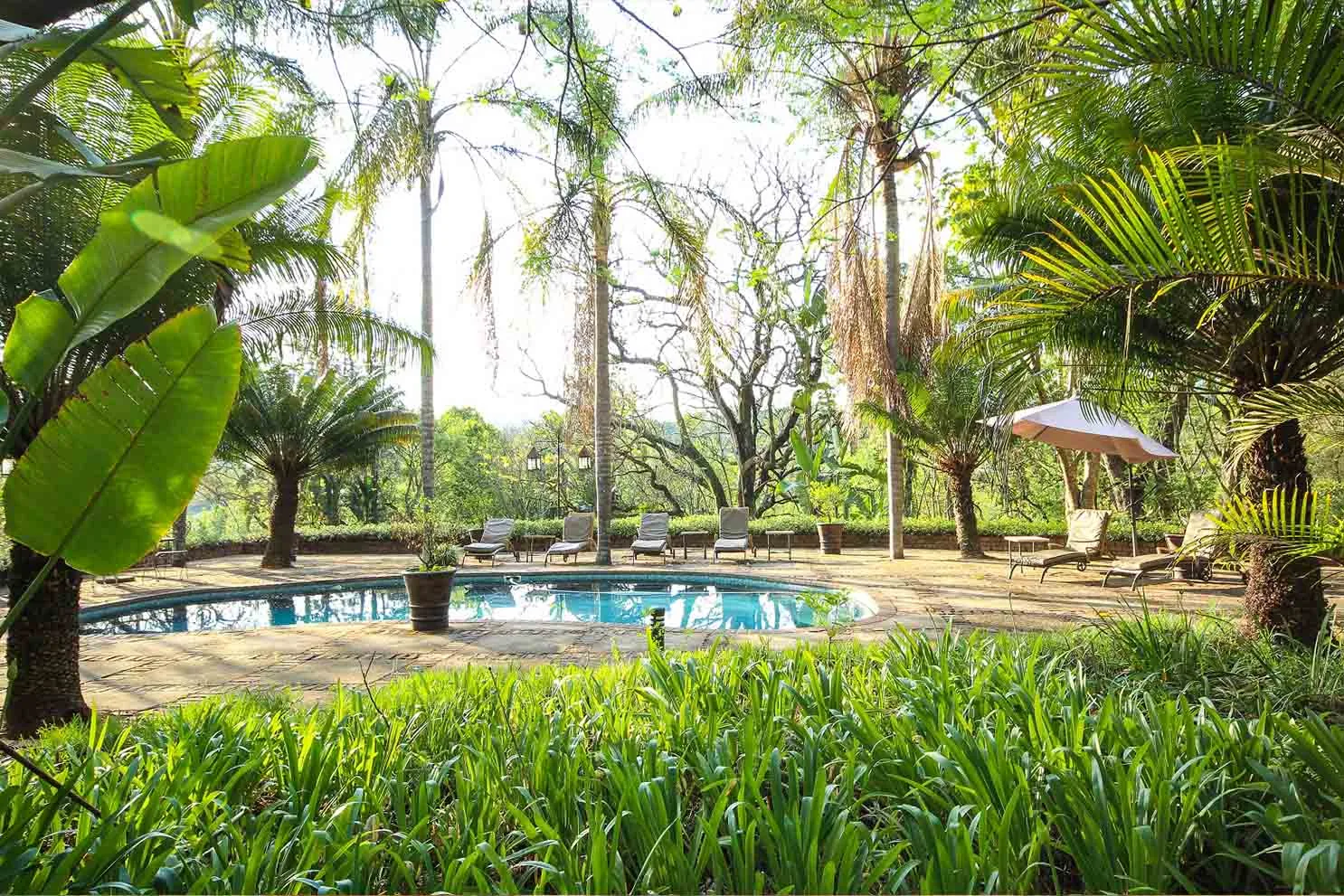 Outdoor pool with loungers and parasols set in a garden of palms, banana plants and tall trees