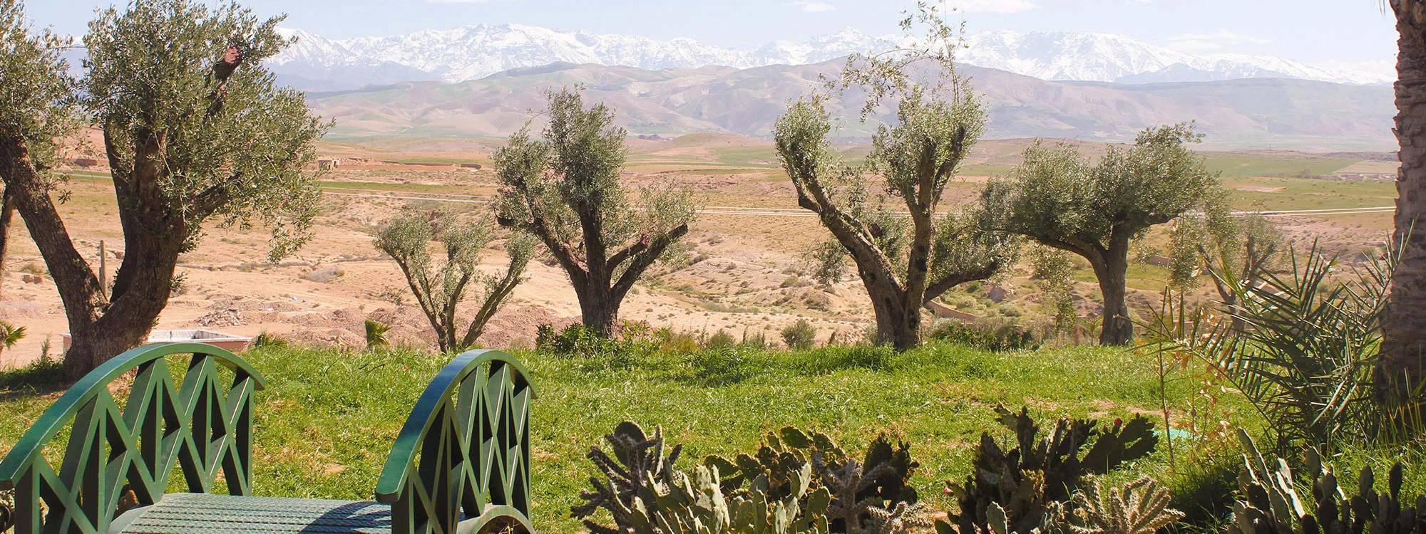 Old olive trees and cacti on a hillside above a dry plain with mountains under a blue sky