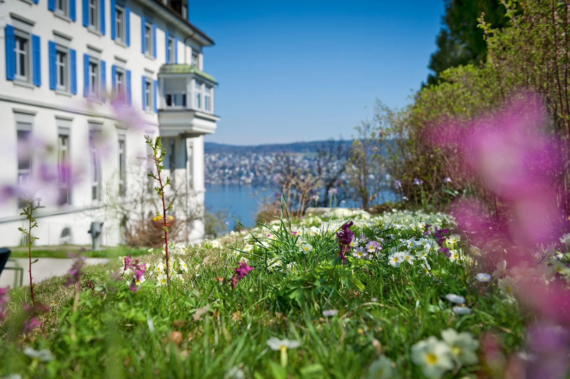 White historic clinic building with blue shutters above a flowering meadow, Lake Zurich behind