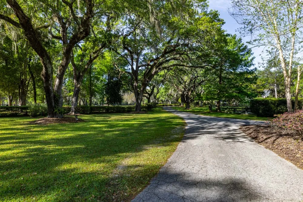 Paved driveway curving through lawns under large live oak trees hung with Spanish moss