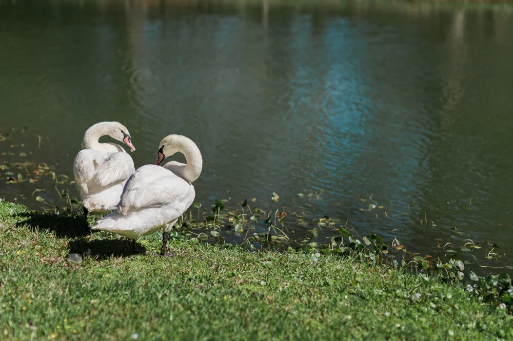 Two white swans resting on the grassy bank of a pond on the estate grounds