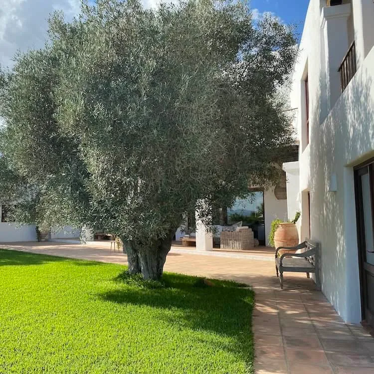 White villa wall beside a large olive tree, a green lawn and a tiled path in the hills of Ibiza