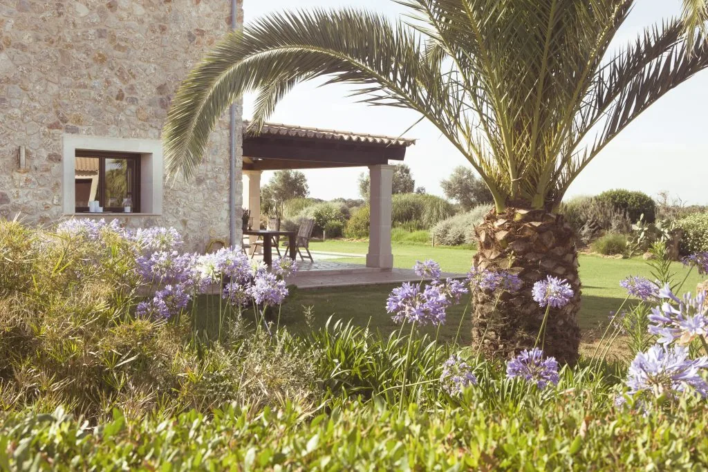 Stone residence with a covered terrace, a palm tree and purple agapanthus in the garden