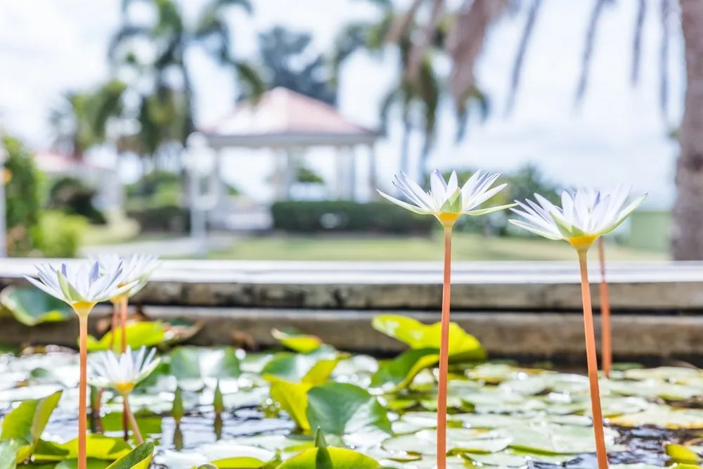 White water lilies in a garden pond with palm trees and a white gazebo in the background