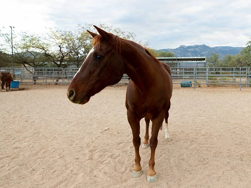 Chestnut horse standing in a sandy arena with corral fencing and mountains behind