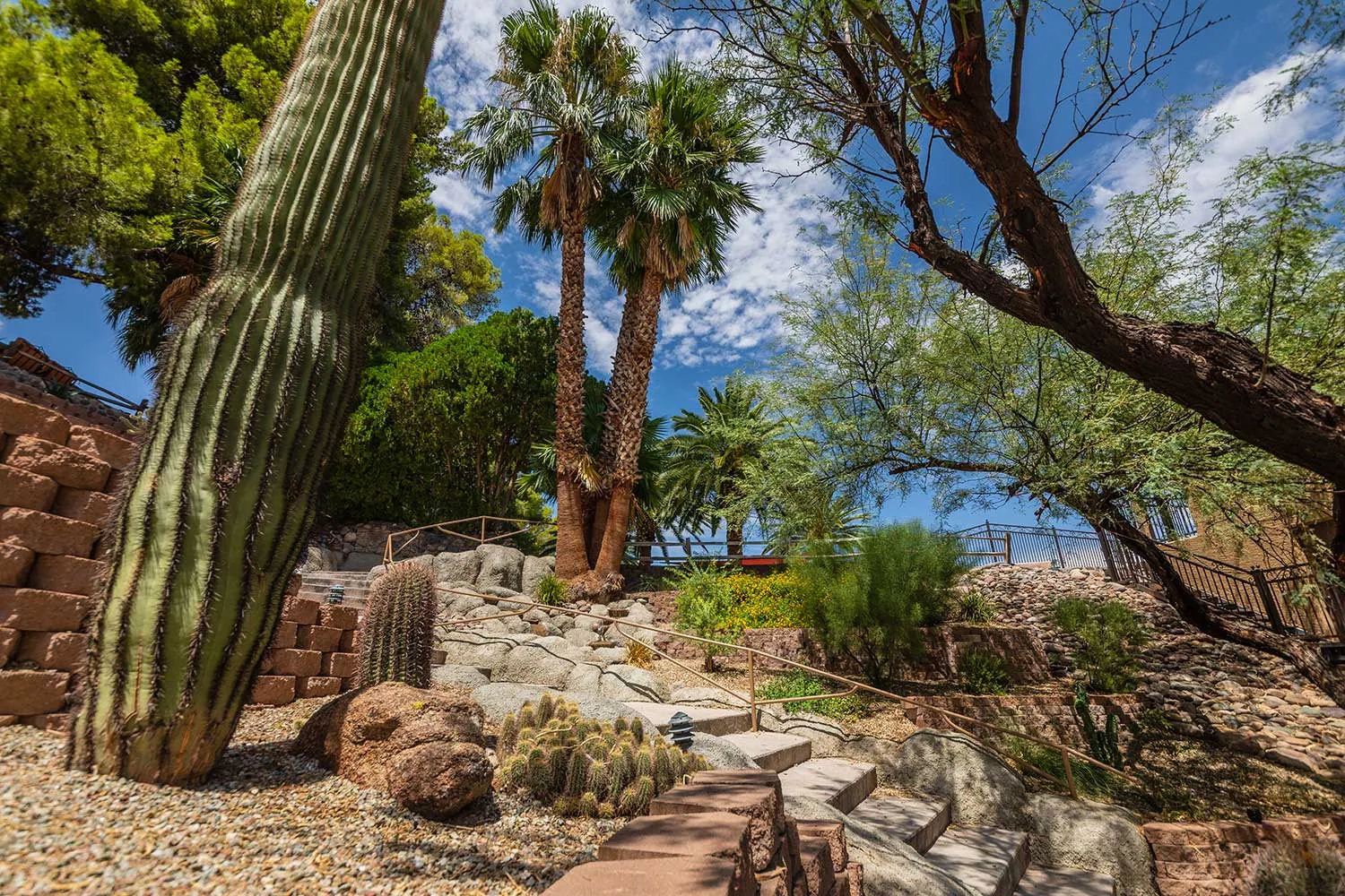 Desert garden on the campus with a tall saguaro cactus, palms and stone terraces under blue sky
